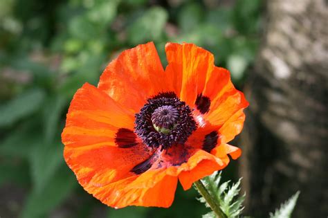 Fleur Coquelicot La Nature Photo Gratuite Sur Pixabay Pixabay