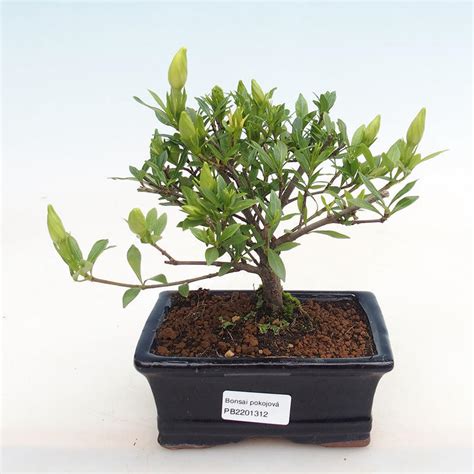 e-Bonsai - Indoor bonsai - Gardenia jasminoides-Gardenia