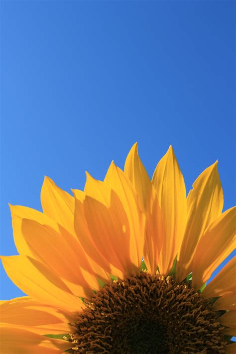 Free Images Sunflower Blue Sky Flower