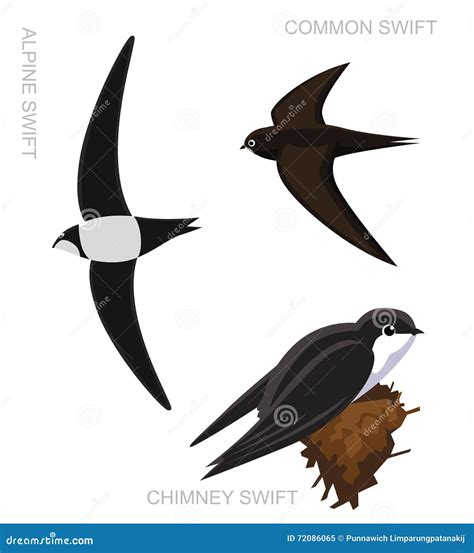 Bird Swift Set Cartoon Vector Illustration Stock Vector Illustration