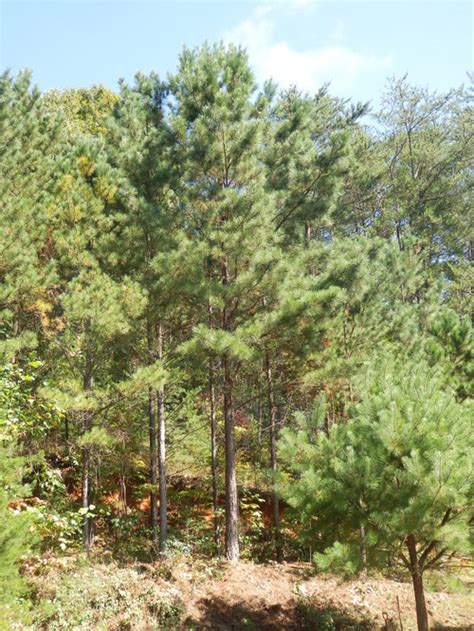 Loblolly Pine Facts Growth Rate Description Uses Pictures