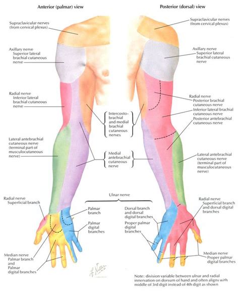 Dermatomes And Myotomes Upper Limb Mss Anatomy Studyblue Photo Porn