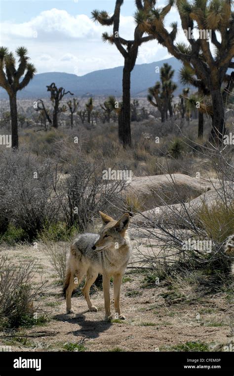 Coyote hunting desert hi-res stock photography and images - Alamy