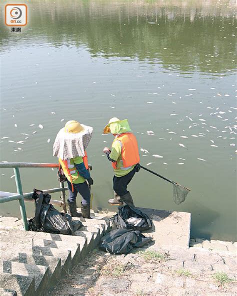 天水圍明渠揭逾萬死魚 東方日報