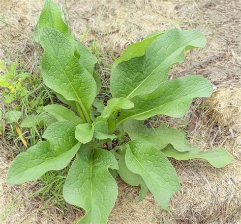 13 Comfrey Uses In Your Garden Homestead Tiny Garden Habit