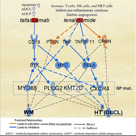 Schematic Representation Of The Possible Mechanism Of Action In B Cells