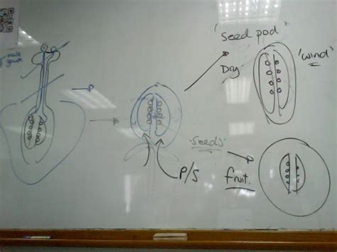 Antti's Biology: plant fertilisation - continued