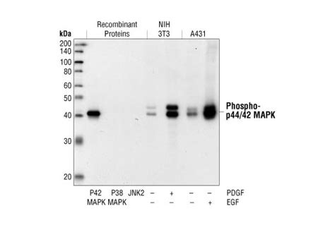 Phospho P Mapk Erk Thr Tyr G Rabbit Mab Cell