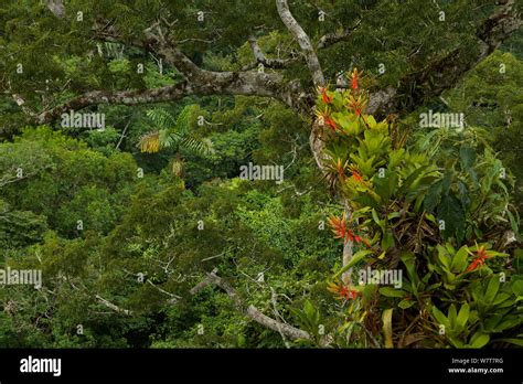 Amazon Rainforest Canopy View With Flowering Bromeliad Epiphytes Growing On A Branch Of A Giant