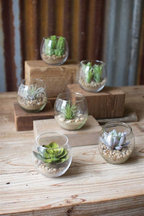 Set Of 6 Succulents With Glass Containers Succulents In Glass Glass Containers Succulents