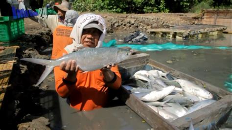 Asiknya Panen Bandeng Ukuran Jumbo Harvest Fish Imlek Youtube