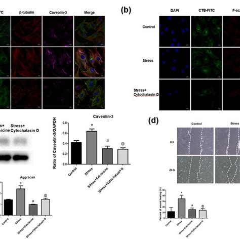 Promotion Effects Of Pms On Lipid Raft Aggregation Ctb Fitc Staining