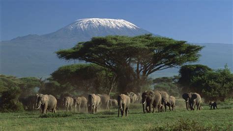 Elephant herd wallpaper | animals | Wallpaper Better