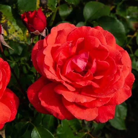 Enchanting Rose Collection Mature Rose Plants Indian Rose Varieties