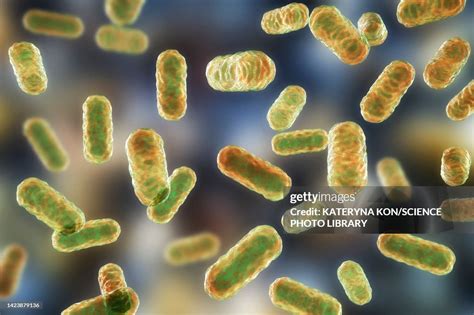 Enterobacter Bacteria Illustration High-Res Vector Graphic - Getty Images