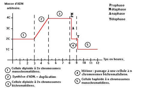 La M Iose Processus Cellulaire L Origine Des Cellules Haplo Des