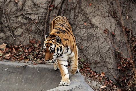 Beijing Zoo | China Travel Blog