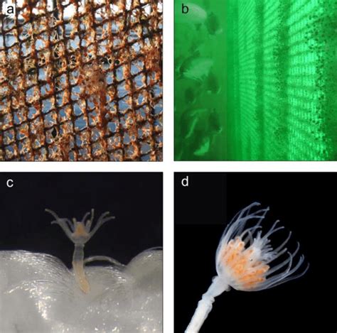 4 The Hydroid Ectopleura Larynx On A Net A Hydroids Remaining After