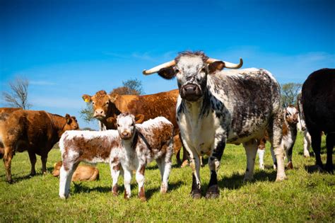 Suckler Cows And Calves Your Responsibilities And Public Liability