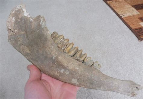 Fossil Steppe Bison Lower Jaw Bone For Sale UK Fossils North Sea