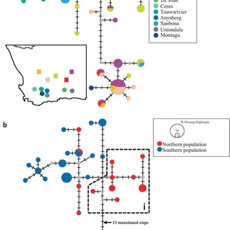 TCS haplotype network representing the evolutionary relationships among ... 