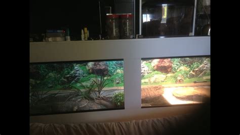 Whiteyr44 Bosc Enclosure Update Burrow Savannah Monitors Youtube