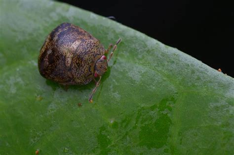 Kudzu Bug