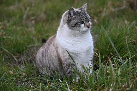 Cat Pussy Cloud Sitting Free Photo On Pixabay Pixabay