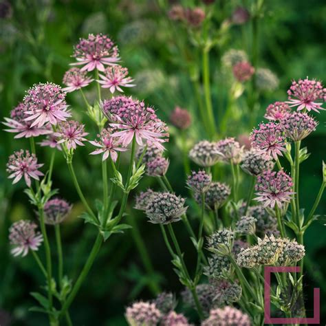 Astrantia Major Rosa Bianco Vivai Marche