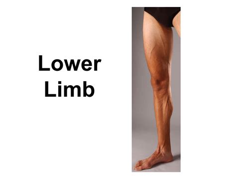 Solution Surface Anatomy Of Lower Limb Studypool