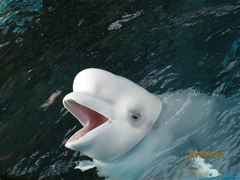 Beluga Whales