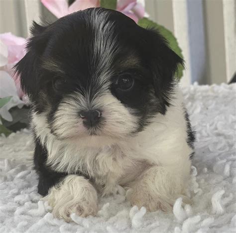 Morkie puppies for sale/Morkie puppies for sale near me