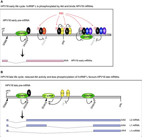 Model For The Control Of HPV16 Late Gene Expression By Akt Kinase