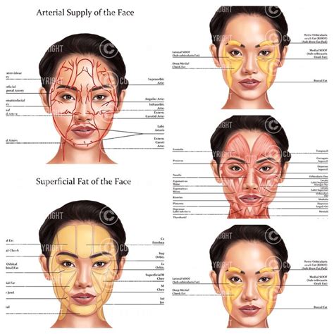 Facial Anatomy Bundle Botox Filler Injector Anatomy Esthetician