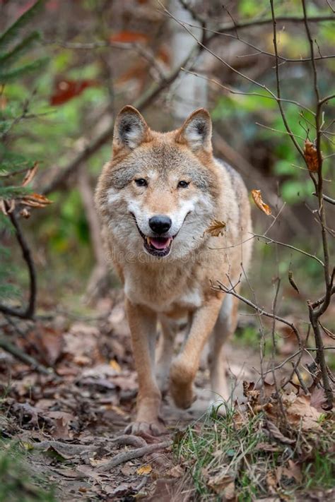 Lobo en el otoño foto de archivo Imagen de cautivo bluster 27554818