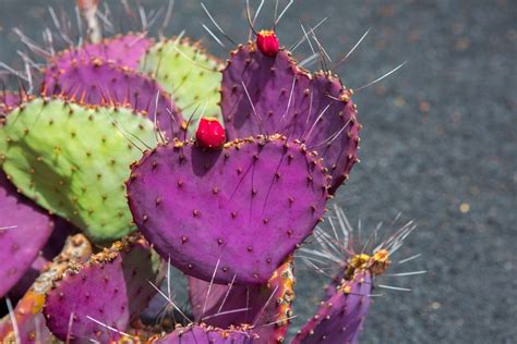 How To Grow The Beautiful Purple Prickly Pear Cacti Happysprout