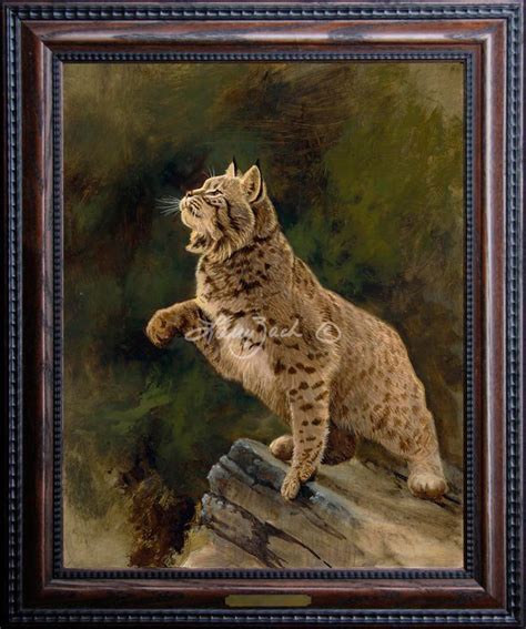 Curiosity - Bobcat – Larry Zach Wildlife Art