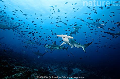 Stock Photo Of Scalloped Hammerhead Sharks Sphyrna Lewini Swimming