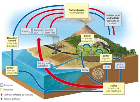 [DIAGRAM] Diagram Of The Sulfur Cycle - MYDIAGRAM.ONLINE