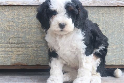 Female Black Tri Micro Bernedoodle