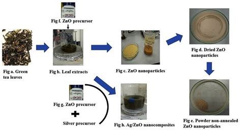 Schematic Diagram Of Biosynthesis Of Zno Nanoparticles And Agzno Download Scientific Diagram