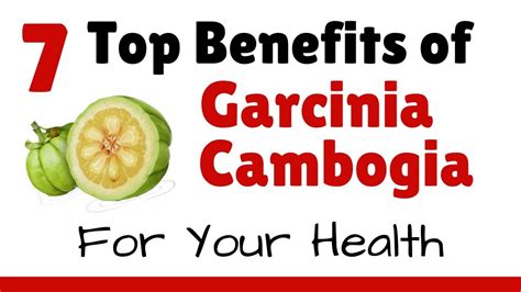 Top 7 Benefits Of Garcinia Cambogia For Your Health Garcinia Cambogia