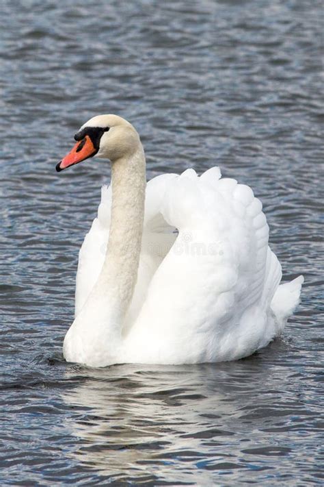 Single Swan Portrait Front View In The Lake Swimming Isolated Stock