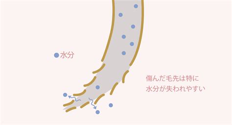 乾燥で髪がパサついてしまうんです。 髪のお悩み解決 Nakano Beauty Method 中野製薬