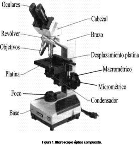 Microscopio Con Todas Sus Partes Para Dibujar Microscopio Virtual De