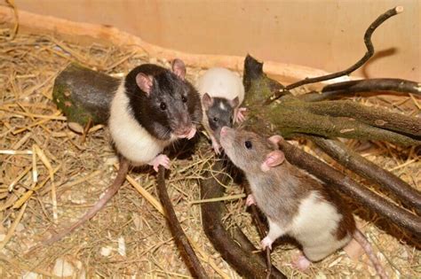 Are My Rats Playing or Fighting? - Understanding Rat Behavior | Animallama