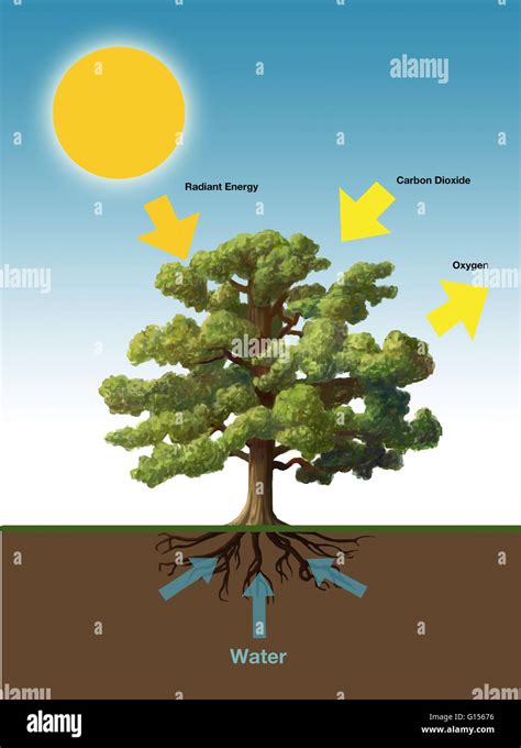 Diagram Showing The Process Of Photosynthesis The Process By Which