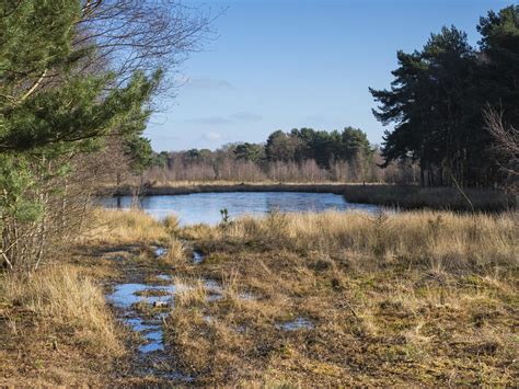 Pond In Skipwith Common National Nature Reserve North Yorkshire England