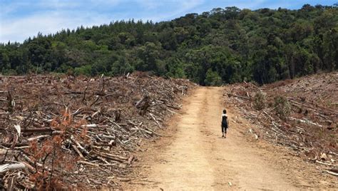 Cop World Commits To End Deforestation By Iflscience