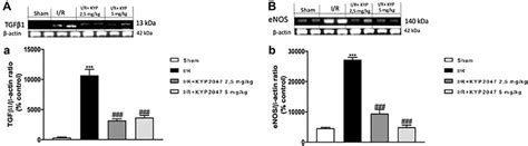 Role of KYP 2047 treatment on TGF β1 and eNOS Western Blot analysis